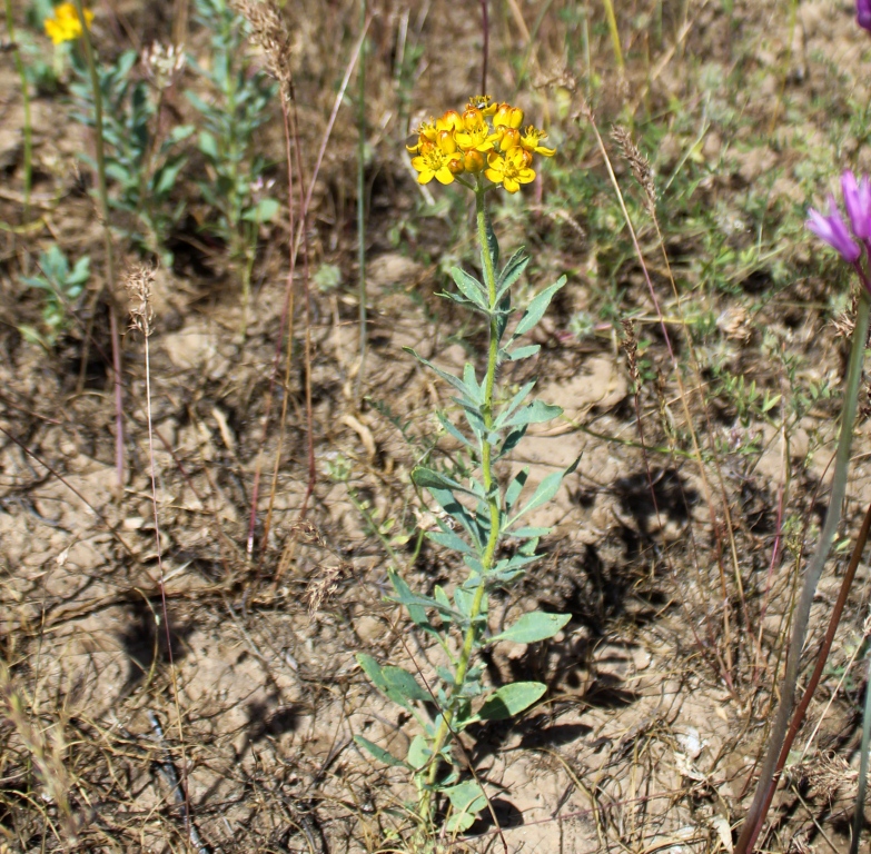 Image of Haplophyllum pedicellatum specimen.