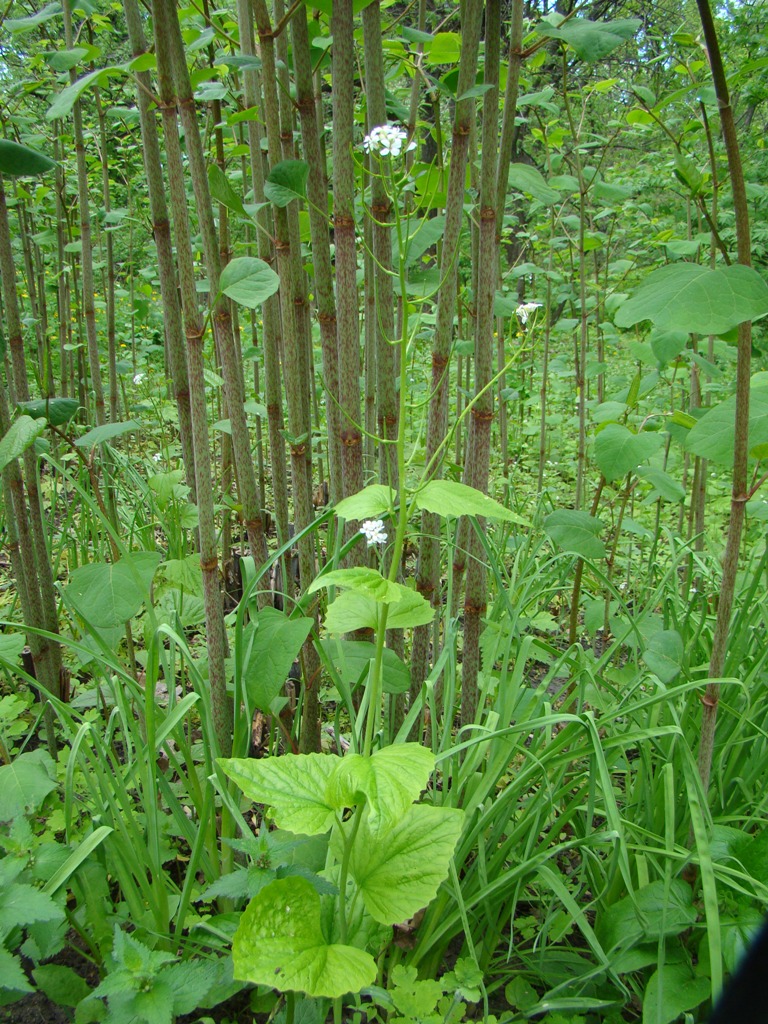 Image of Alliaria petiolata specimen.