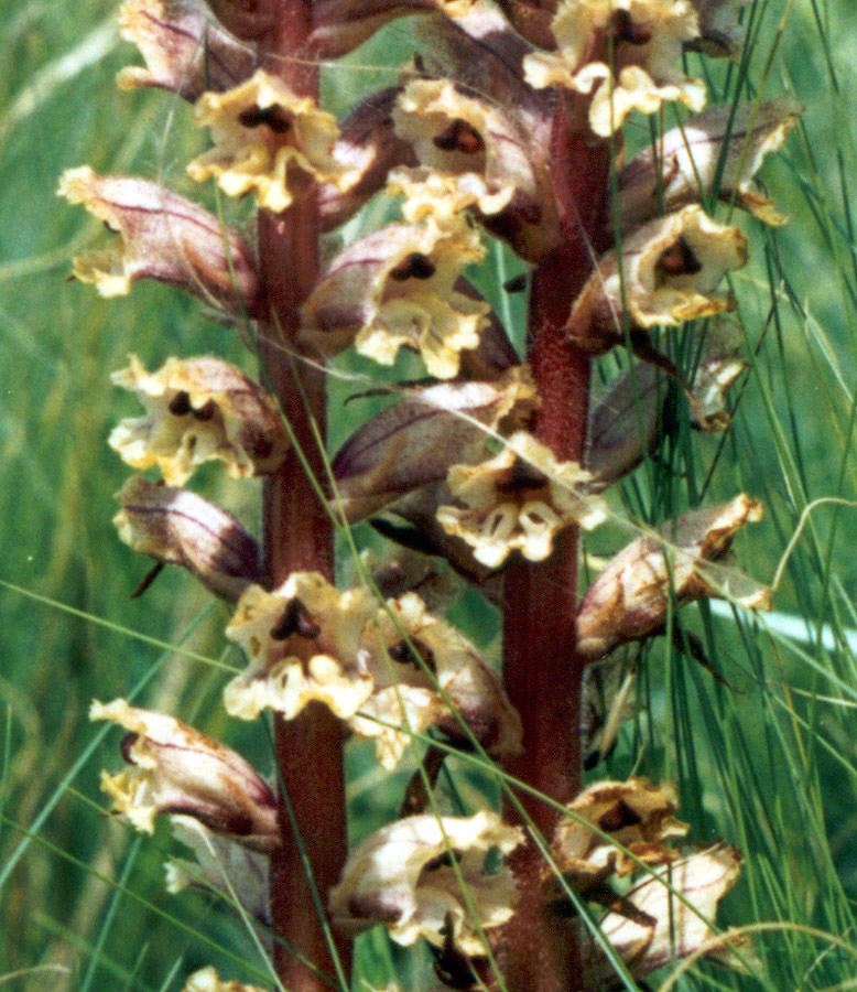 Image of Orobanche alba specimen.