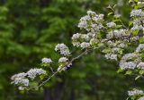 род Crataegus