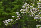 Смотреть изображение род Crataegus