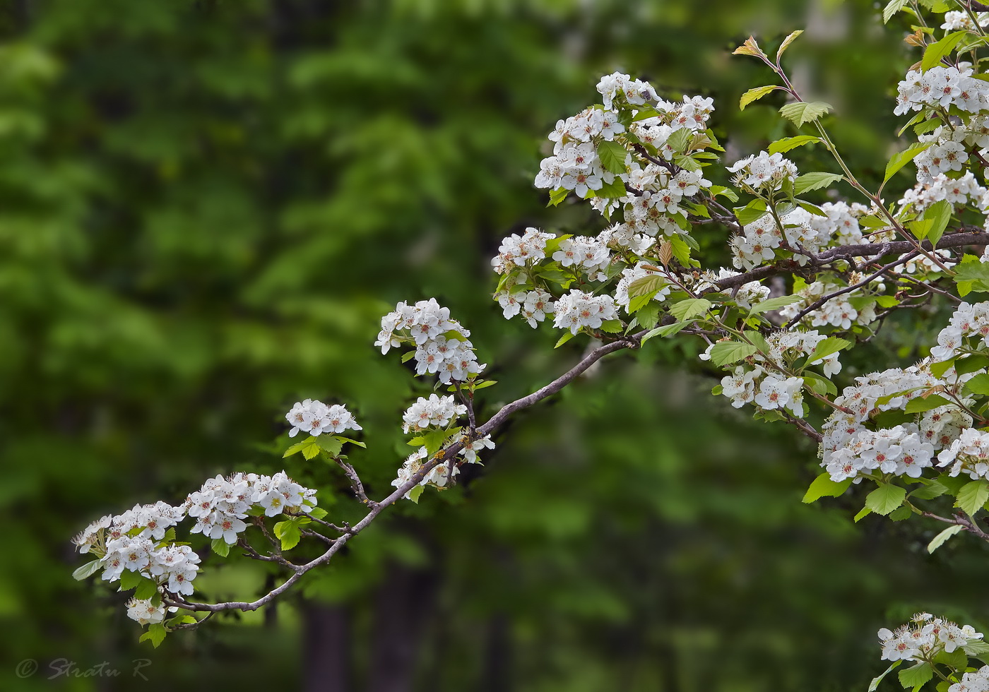 Изображение особи род Crataegus.