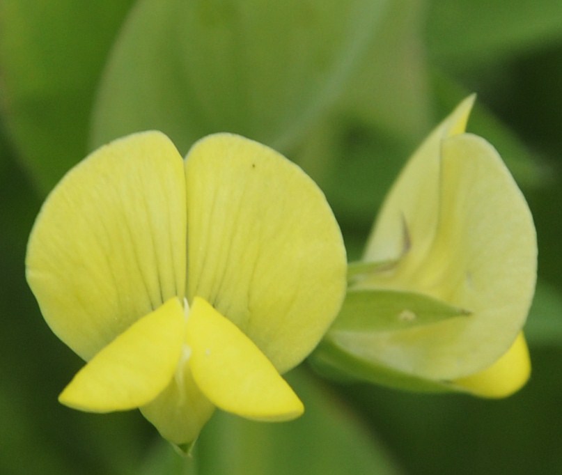 Image of Lathyrus aphaca specimen.