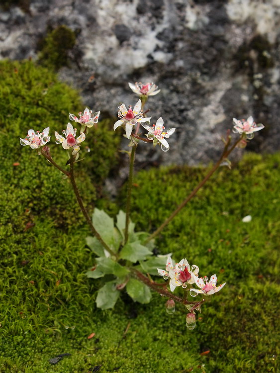 Image of Micranthes stellaris specimen.