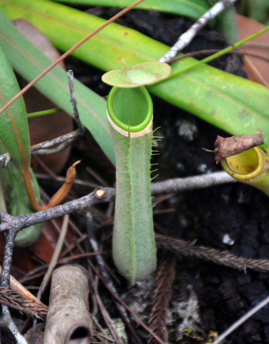 Image of Nepenthes albomarginata specimen.