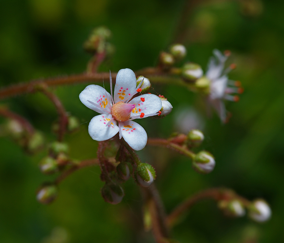 Image of Saxifraga umbrosa specimen.