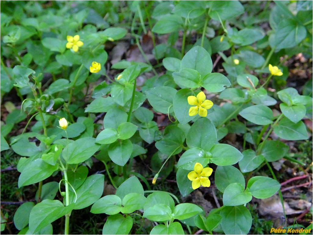 Image of Lysimachia nemorum specimen.