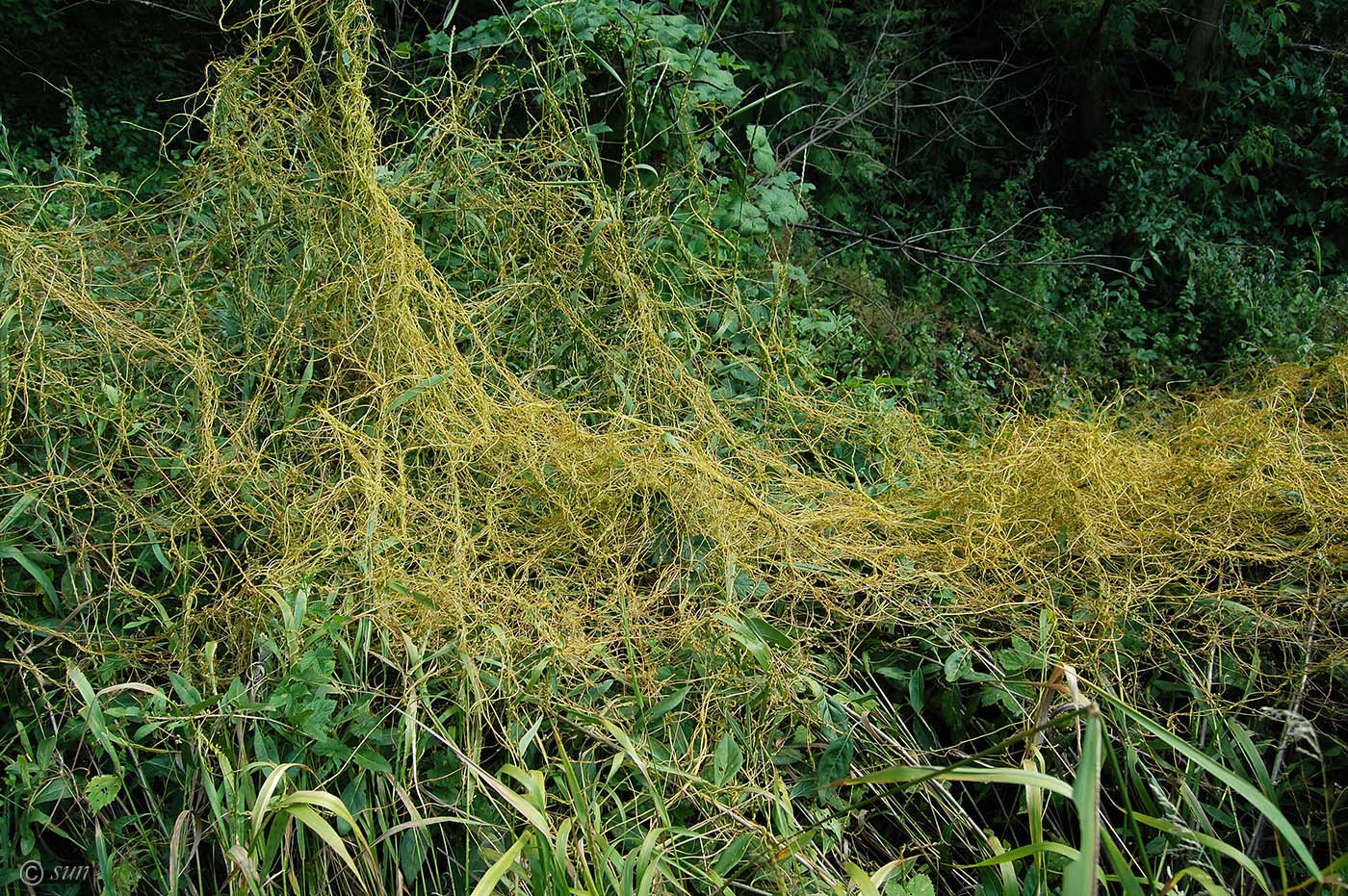 Image of Cuscuta monogyna specimen.