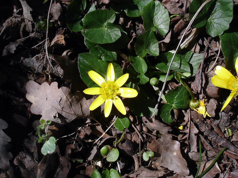 Изображение особи Ficaria calthifolia.