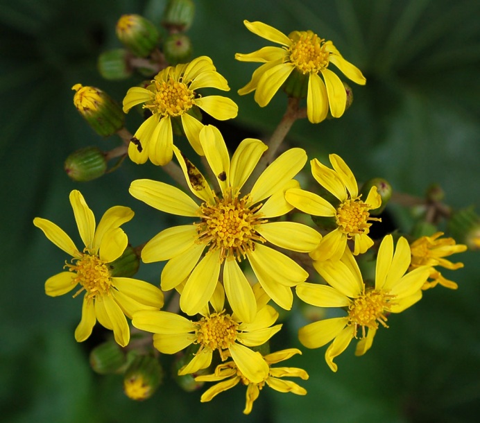 Image of Farfugium japonicum specimen.