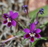 Lapeirousia jacquinii