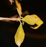 Commiphora habessinica. Верхушка побега с отмирающими листьями. Израиль, впадина Мёртвого моря, киббуц Эйн-Геди. 24.04.2017.