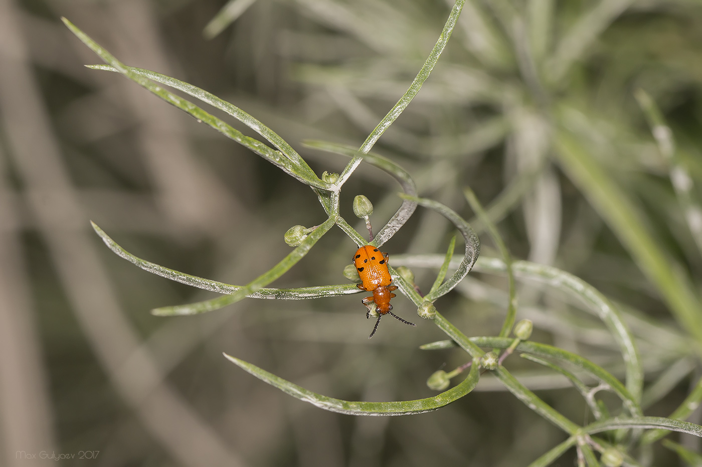 Image of Asparagus verticillatus specimen.