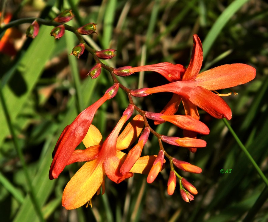 Image of Crocosmia &times; crocosmiiflora specimen.