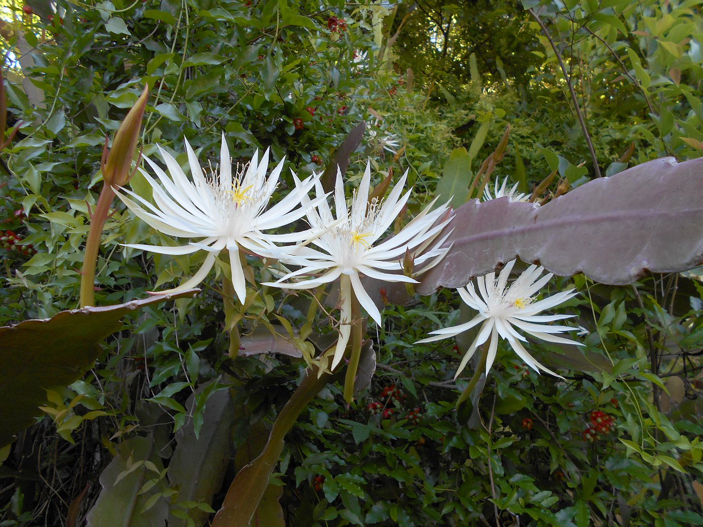 Изображение особи Epiphyllum hookeri.