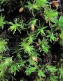 genus Orthotrichum. Гаметофиты и спорогоны. Краснодарский край, Абинский р-н, ст-ца Холмская, у жилья, на стволе Padus avium. 24.12.2017.