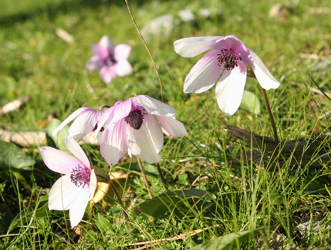 Изображение особи Anemone coronaria.