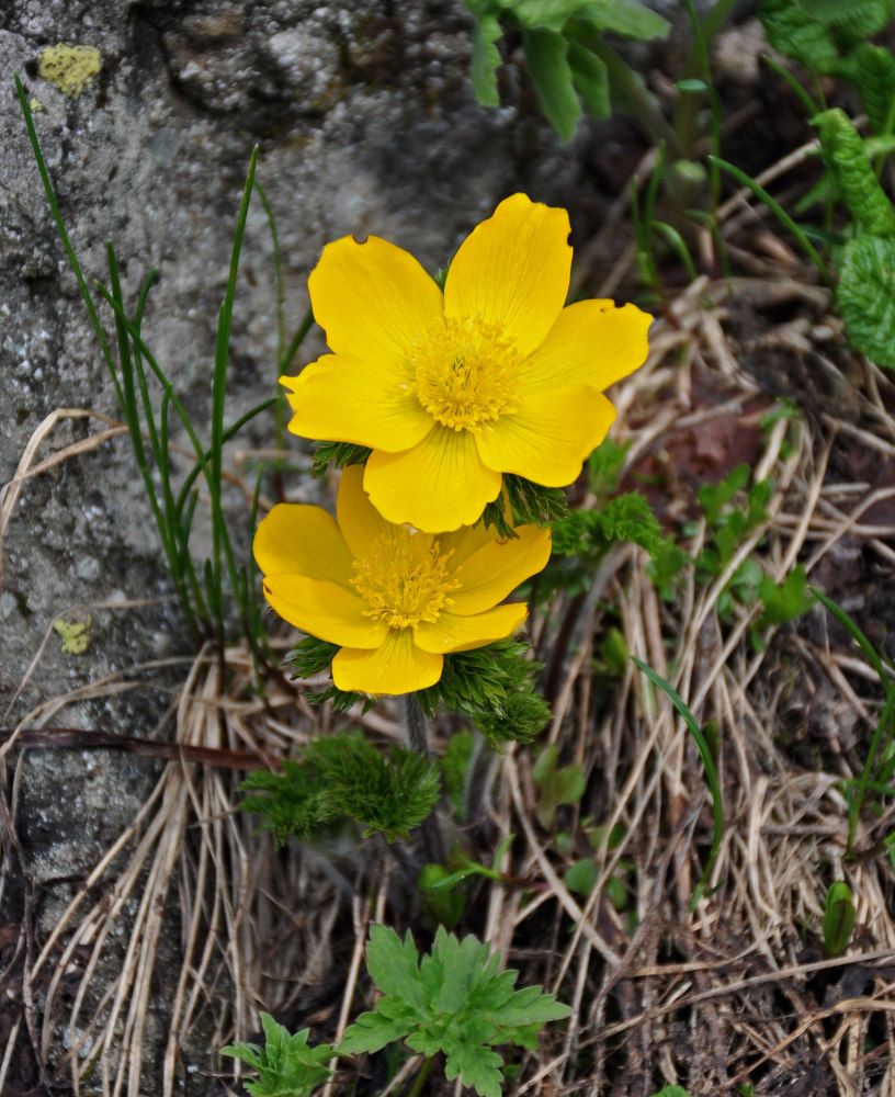 Image of Pulsatilla aurea specimen.