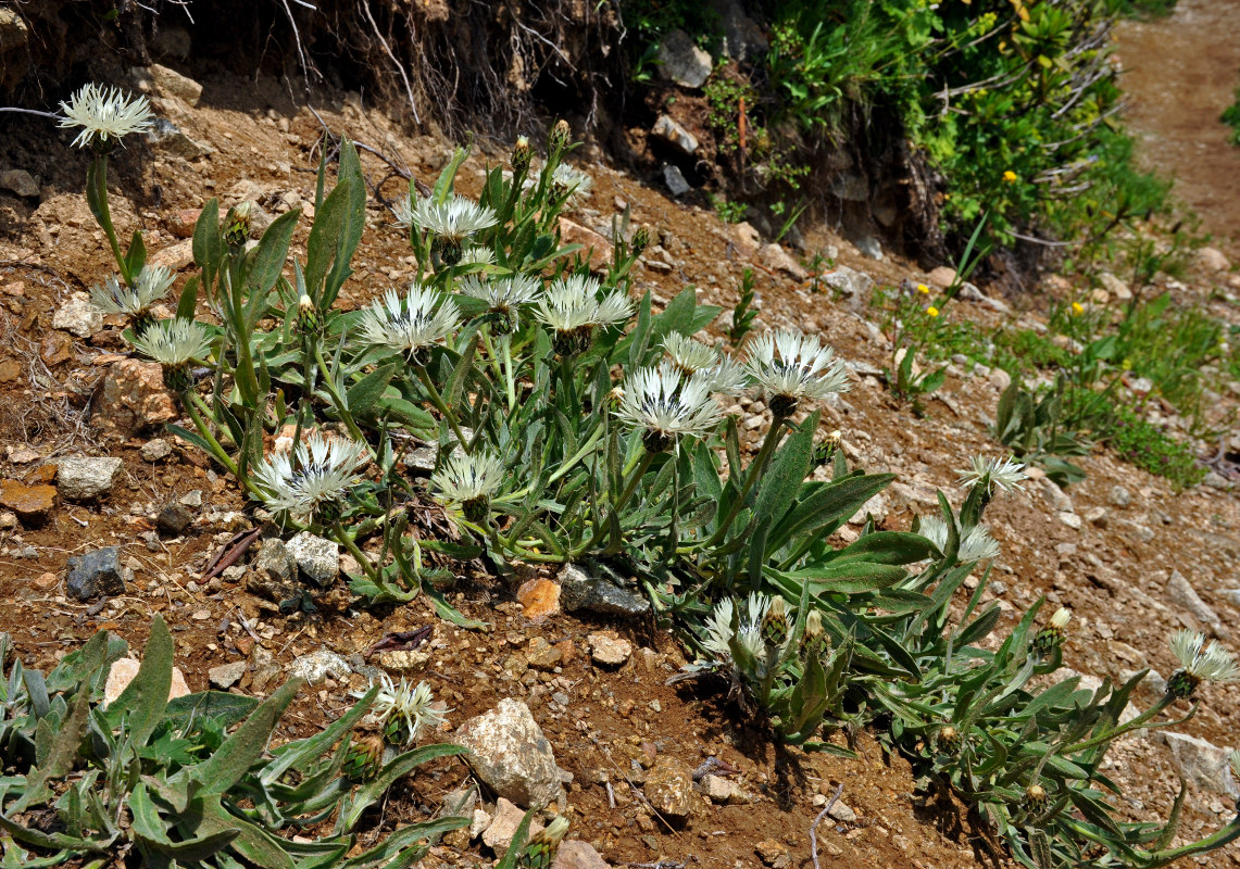 Image of Centaurea cheiranthifolia specimen.