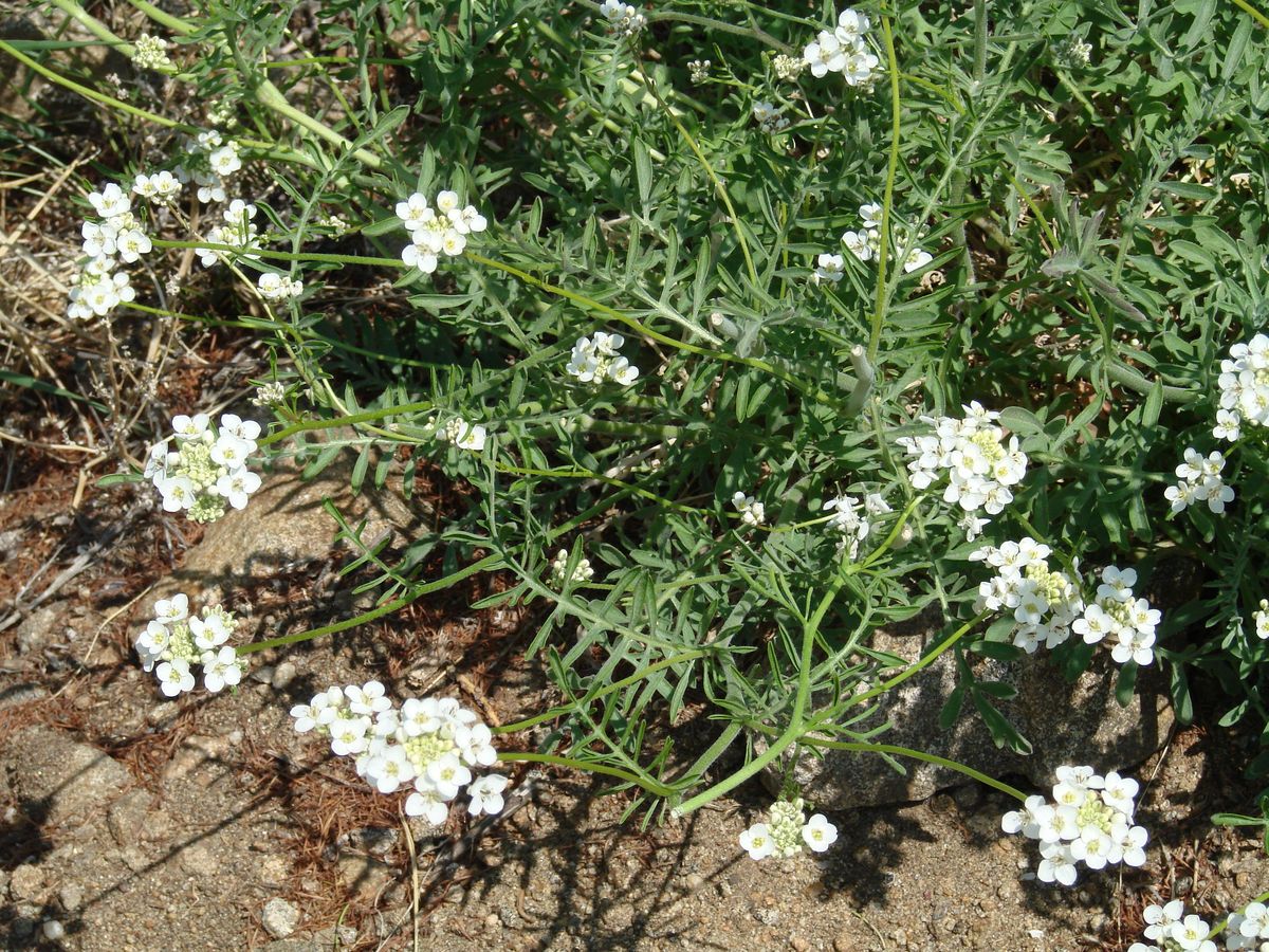 Image of Smelowskia alba specimen.