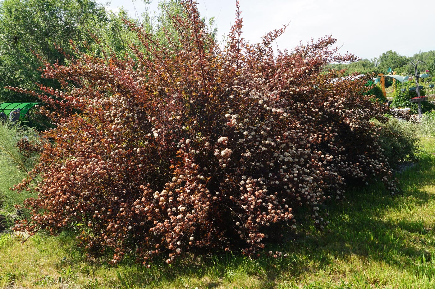 Изображение особи Physocarpus opulifolius.