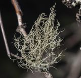 genus Usnea