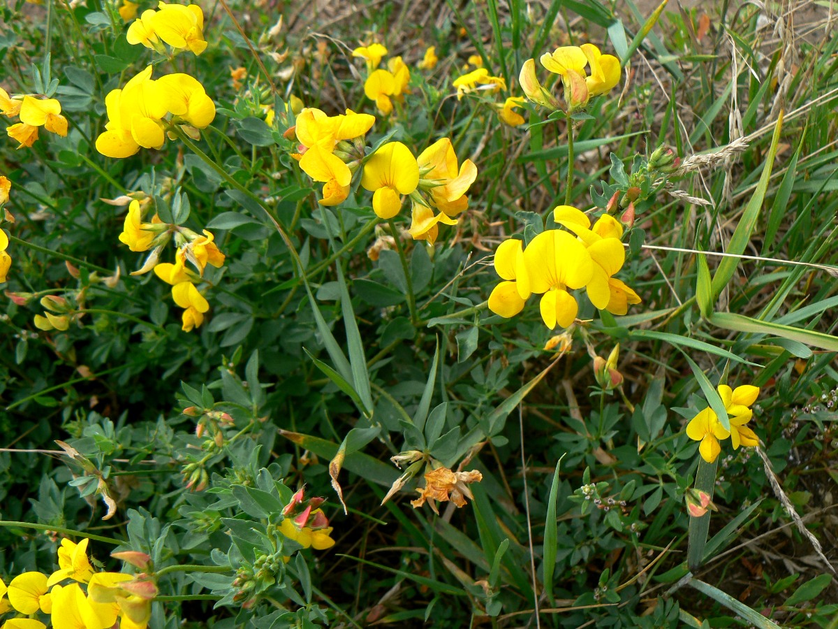 Изображение особи Lotus corniculatus.