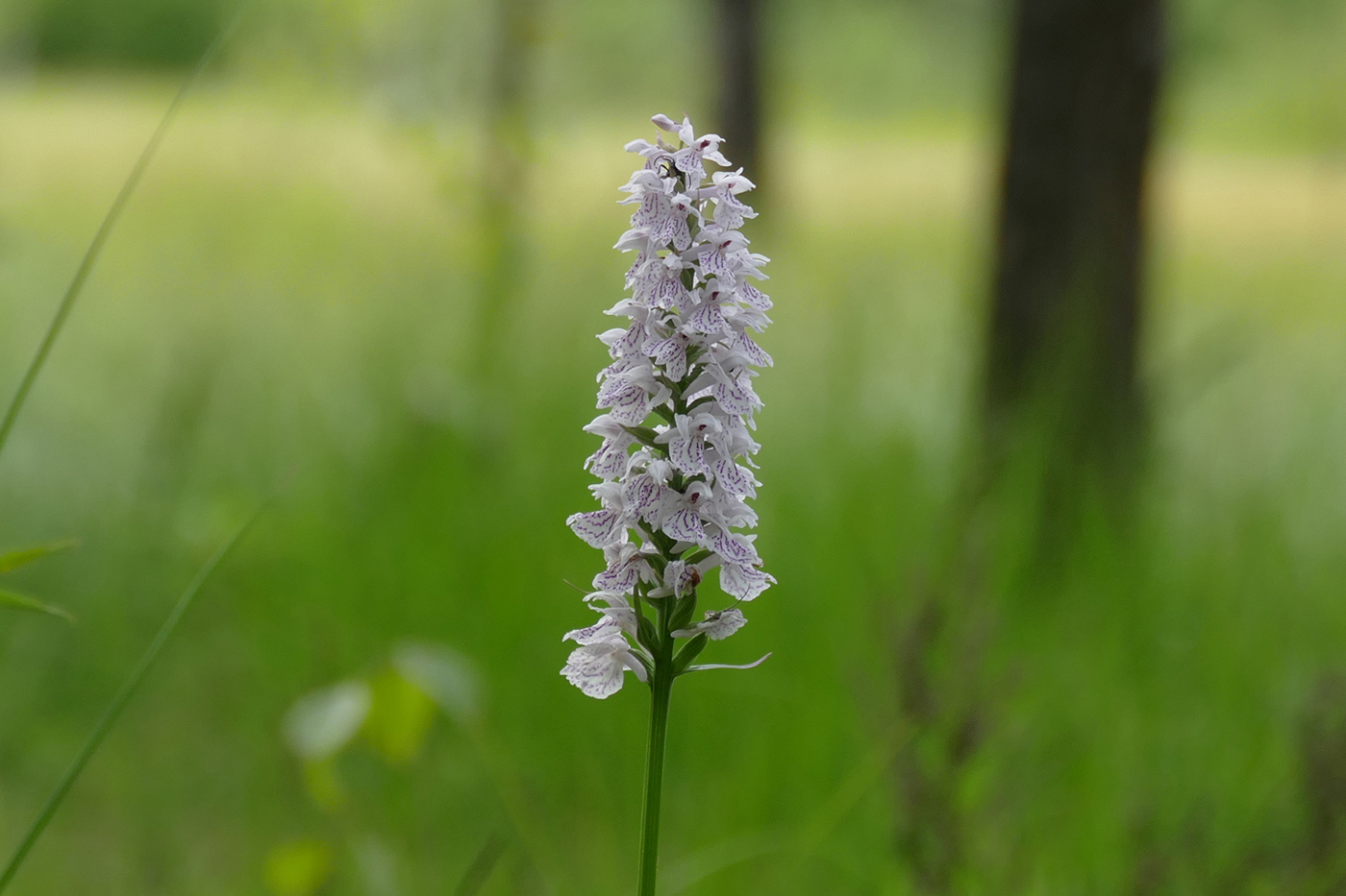 Image of Dactylorhiza maculata specimen.