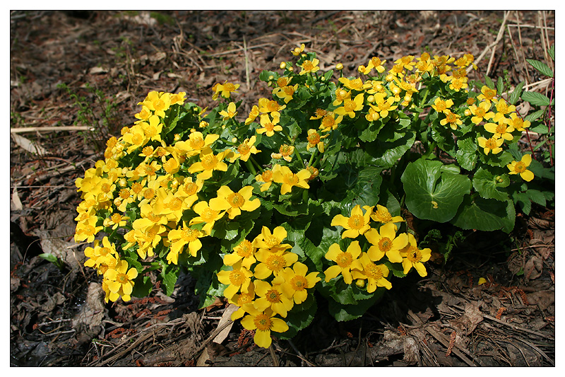 Изображение особи Caltha palustris.