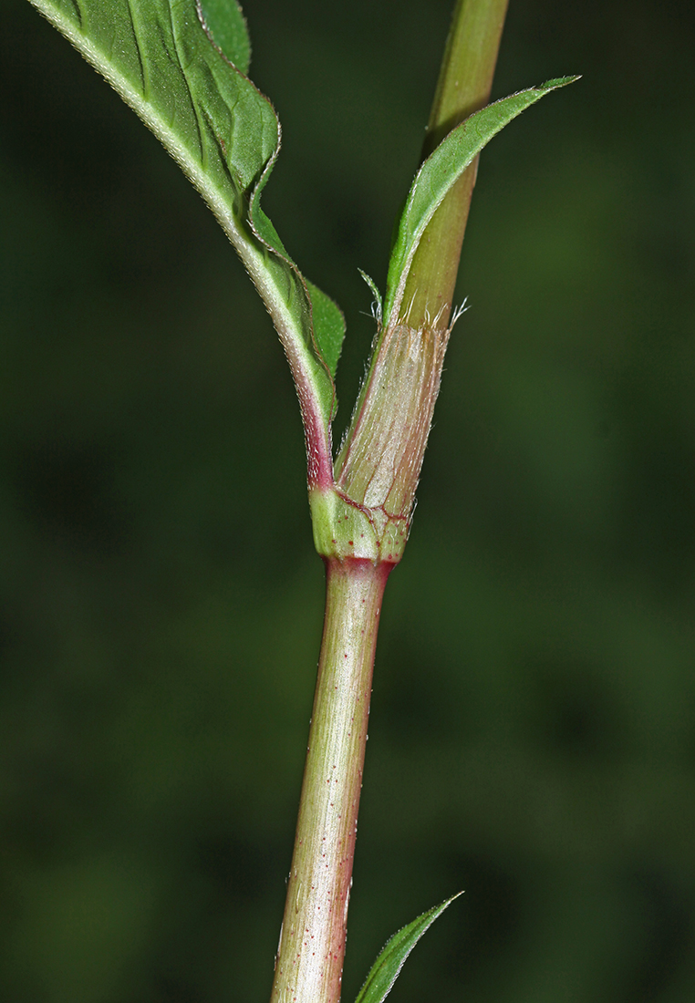 Image of Persicaria extremiorientalis specimen.