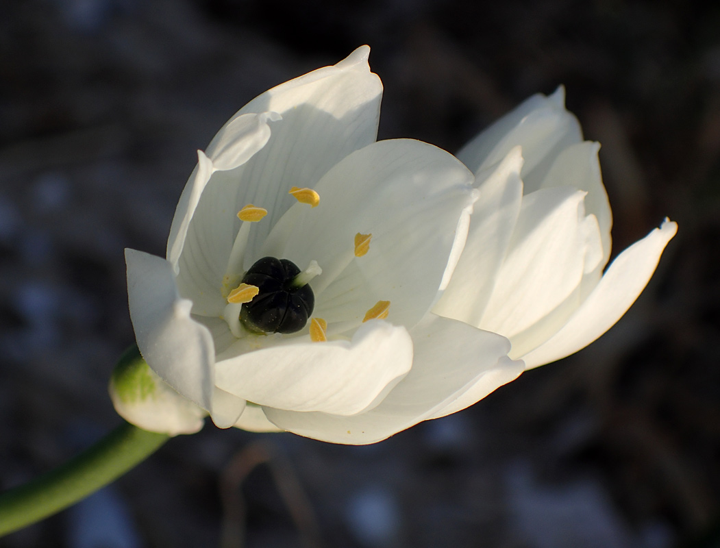 Image of Ornithogalum arabicum specimen.