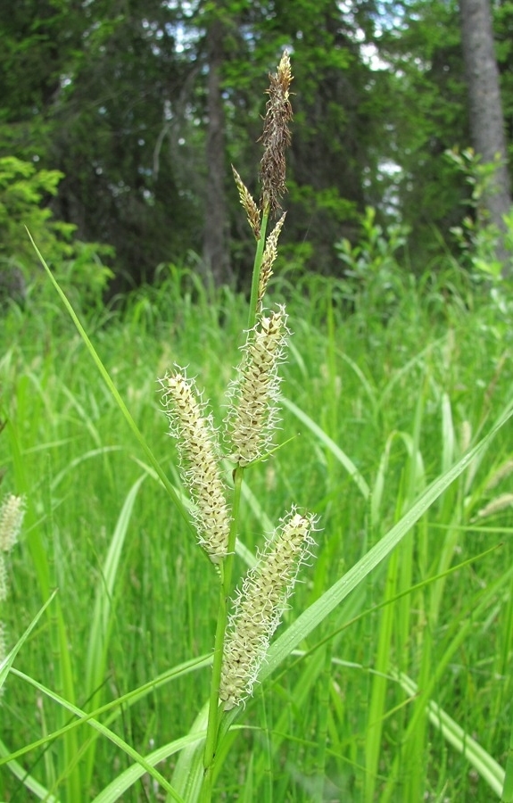 Image of Carex rhynchophysa specimen.