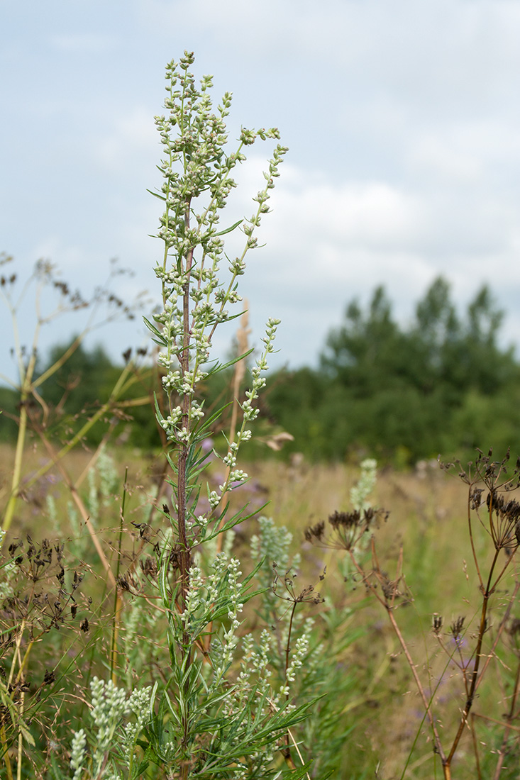 Image of Artemisia vulgaris specimen.