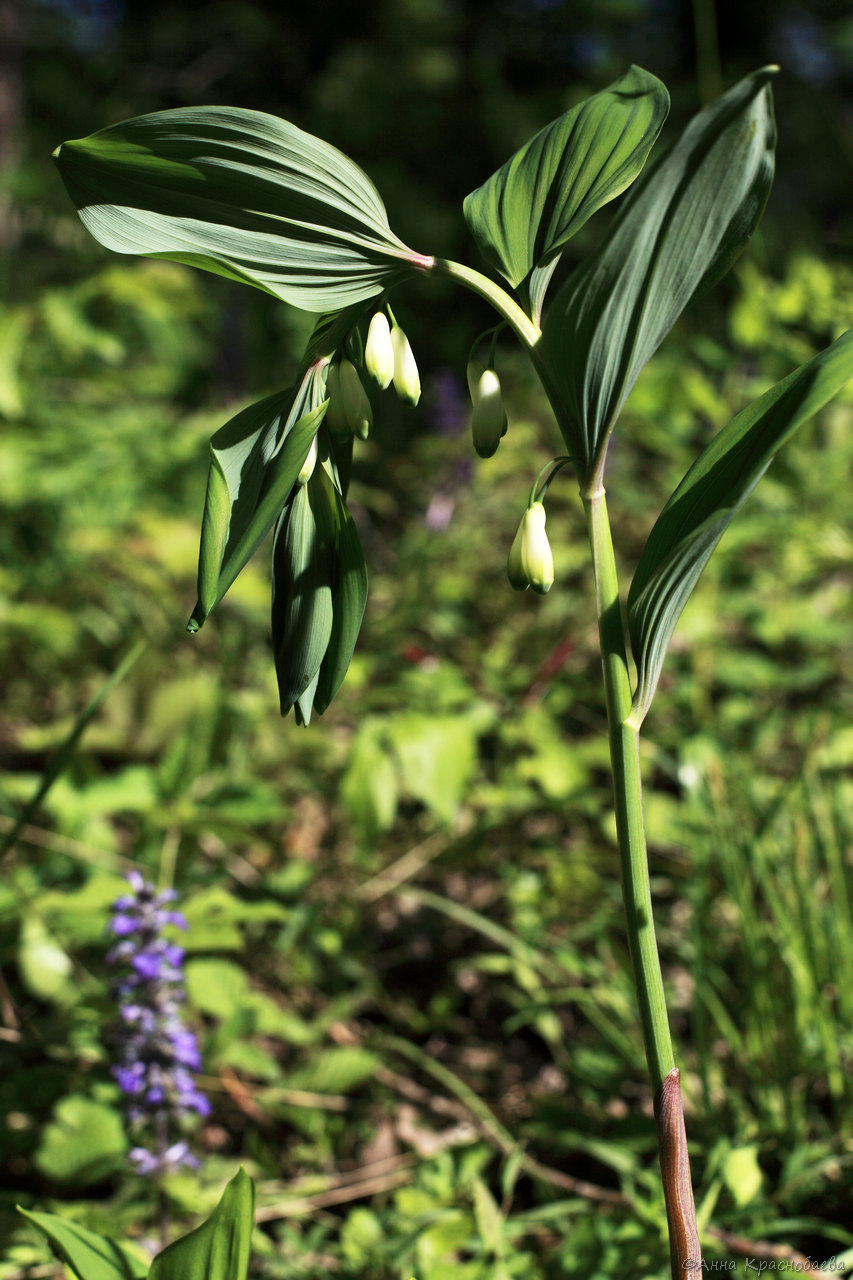 Изображение особи Polygonatum glaberrimum.