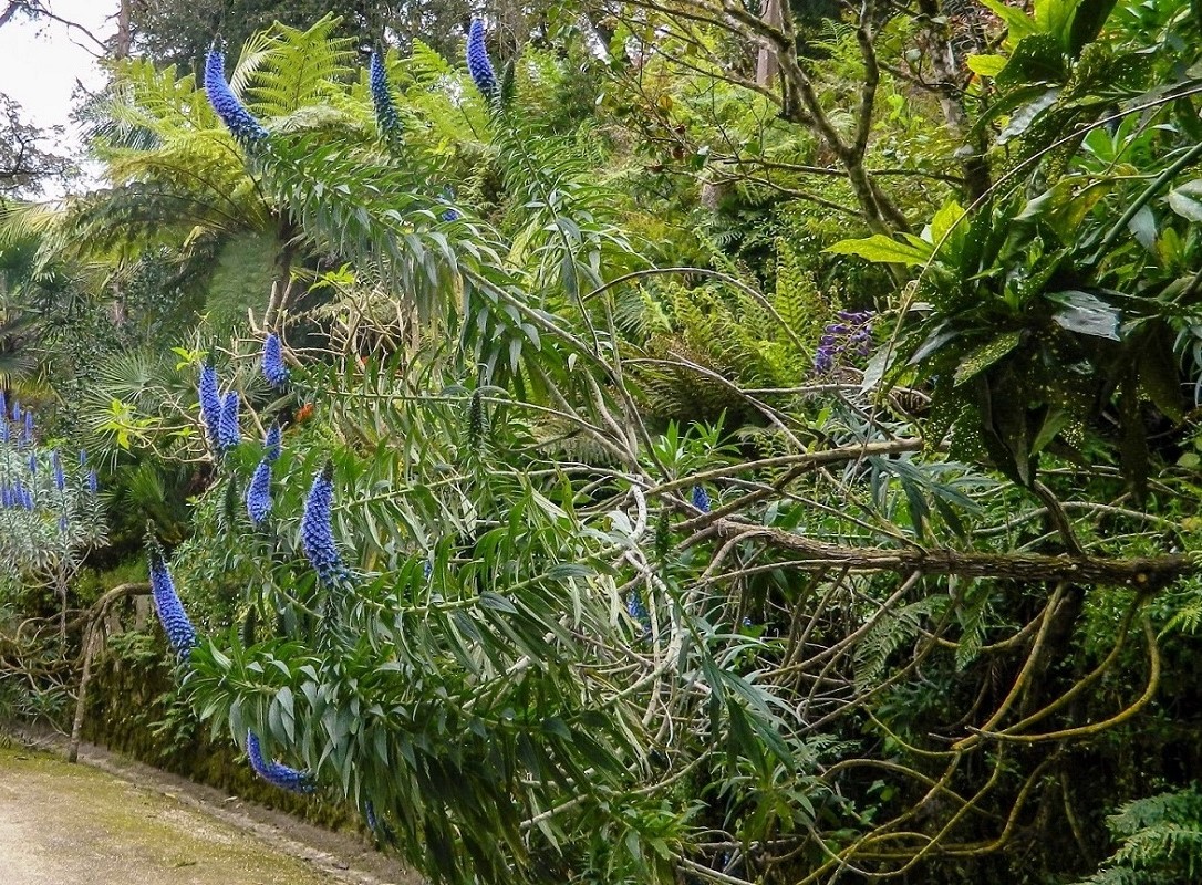 Image of Echium candicans specimen.