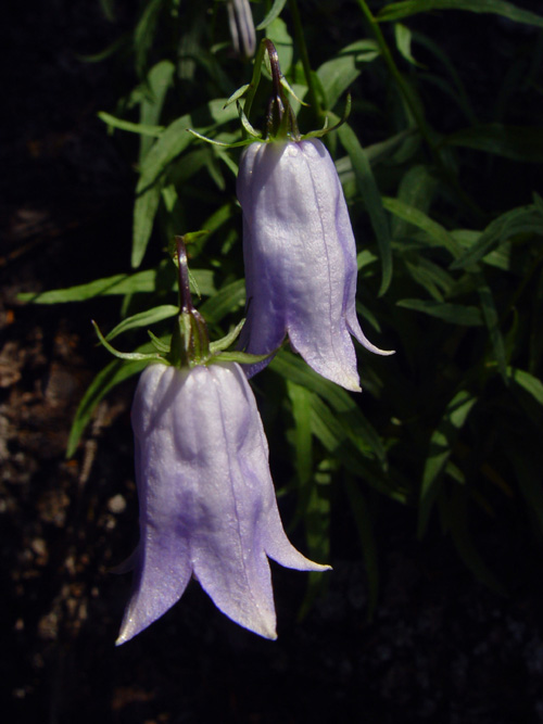 Image of Adenophora himalayana specimen.