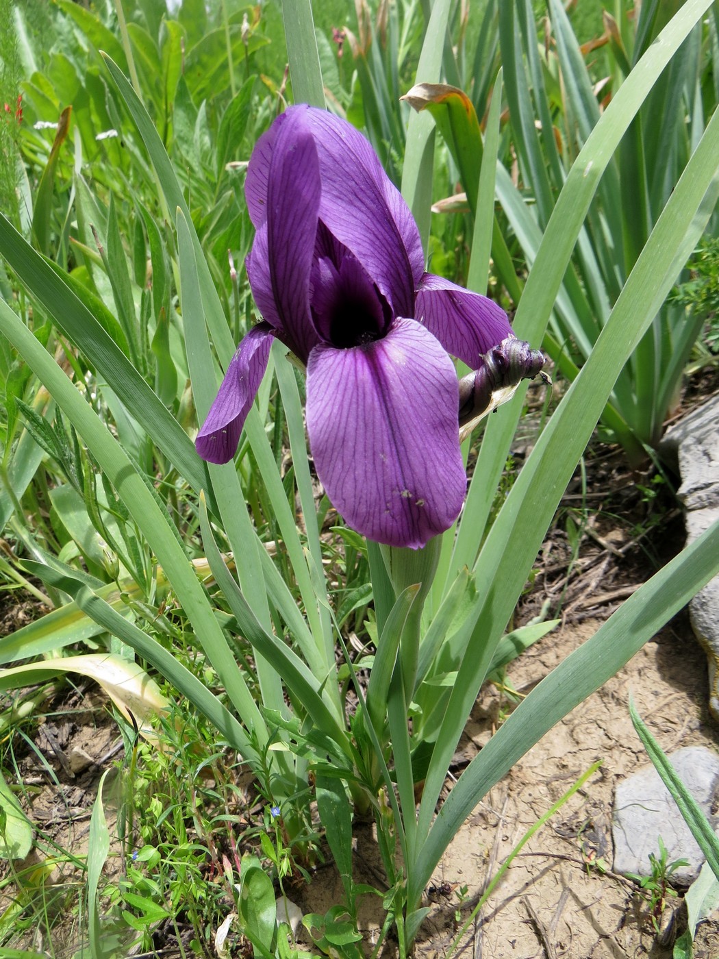 Image of Iris hoogiana specimen.