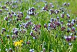 Anchusa thessala