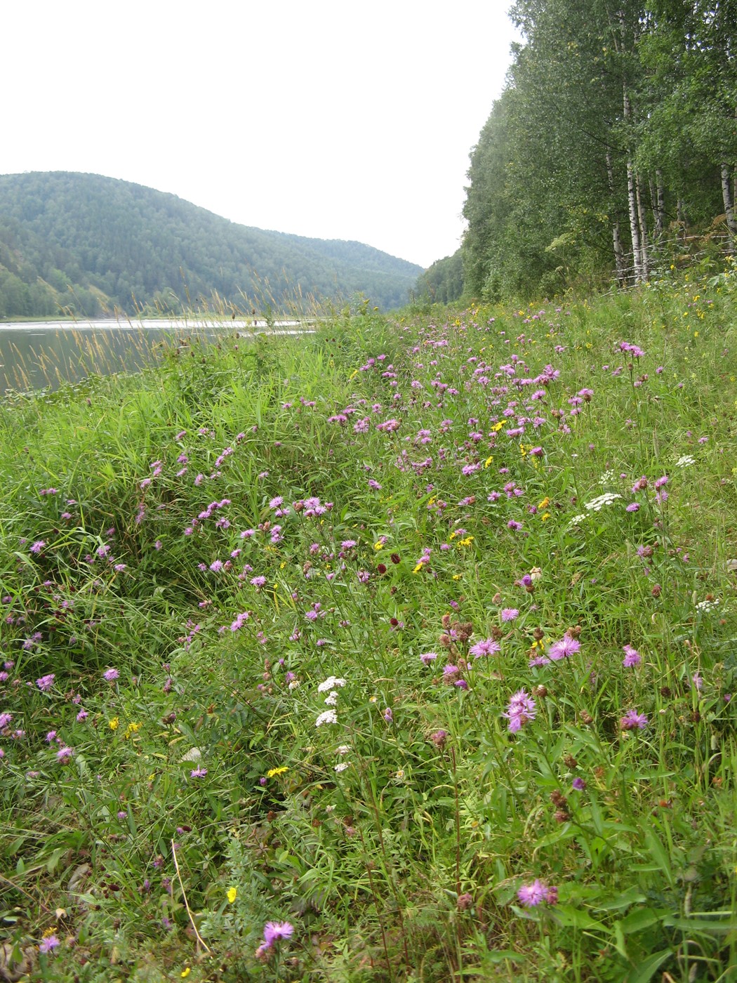 Image of Centaurea jacea specimen.