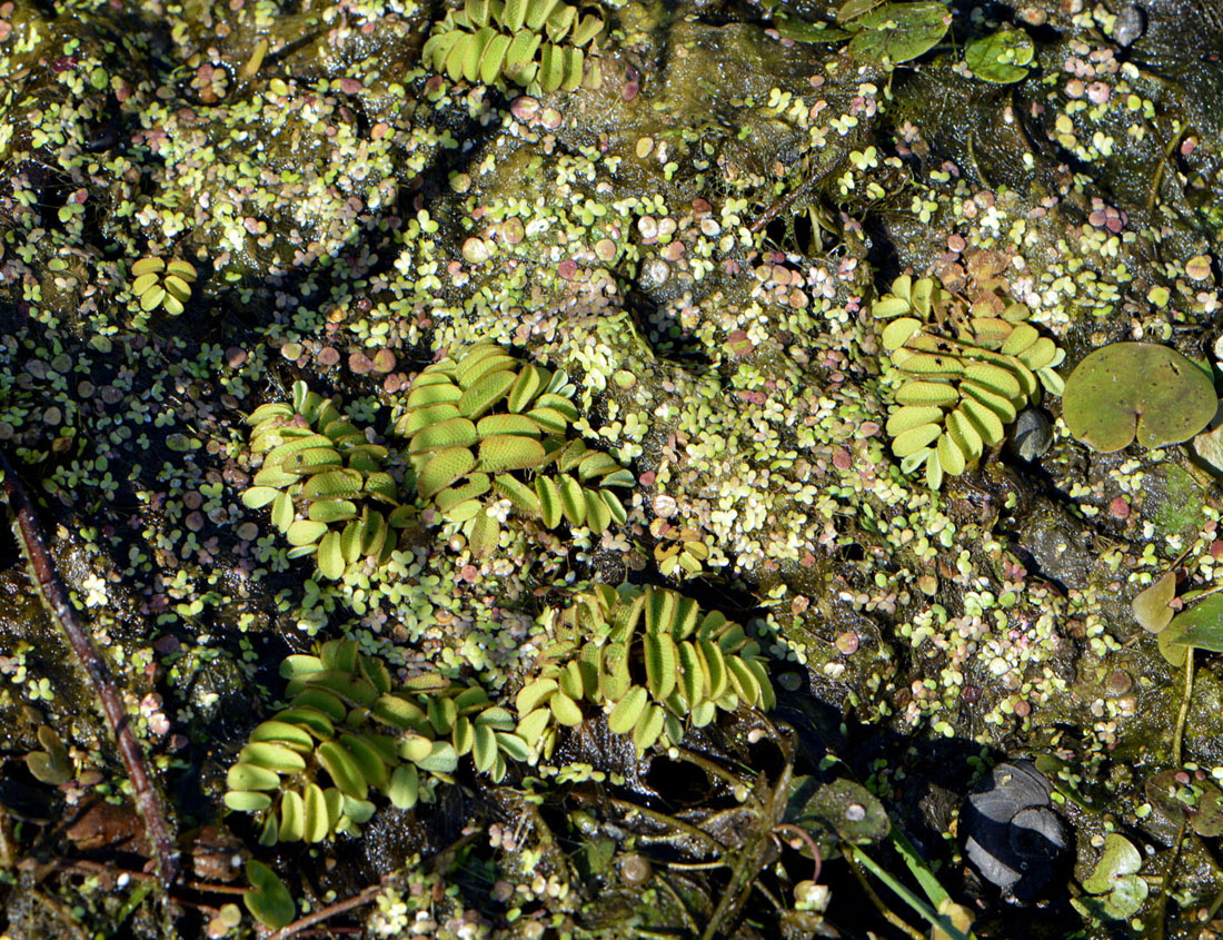 Image of Salvinia natans specimen.