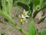 genus Solanum. Часть цветущего растения. Кабардино-Балкария, Эльбрусский р-н, окр. г. Тырныауз, ок. 1100 м н.у.м., у грунтовой дороги. 05.07.2019.