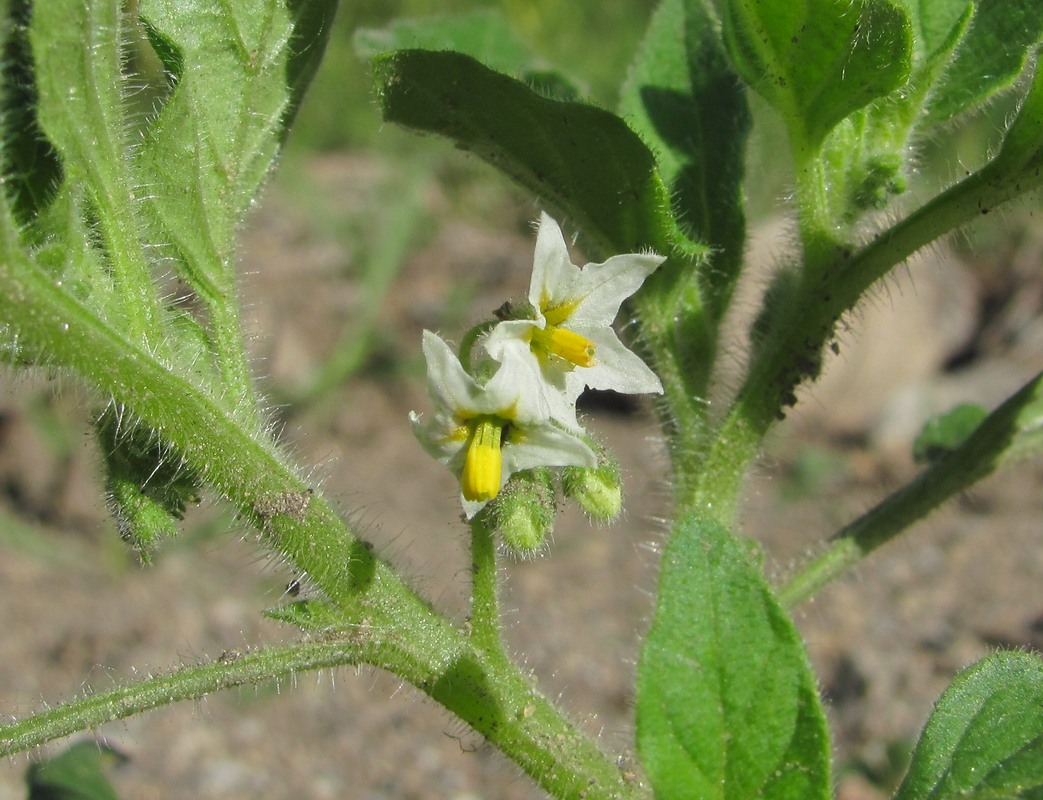 Изображение особи род Solanum.