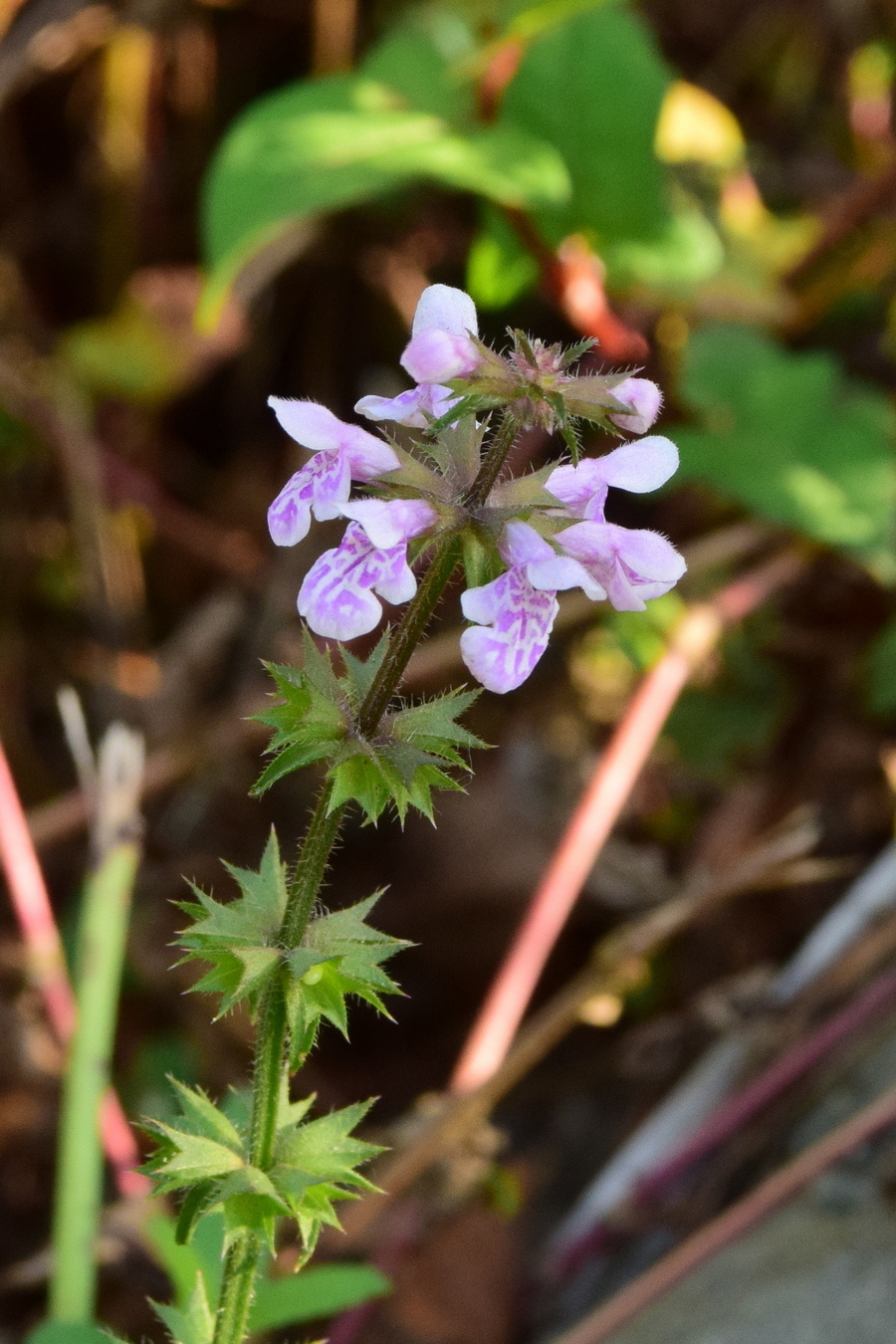 Image of Stachys aspera specimen.