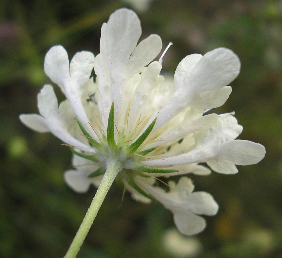 Изображение особи Scabiosa ochroleuca.