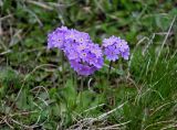 Primula farinosa. Соцветия. Алтай, Кош-Агачский р-н, долина р. Нарын-Гол, ≈ 2200 м н.у.м., горная тундра. 15.06.2019.