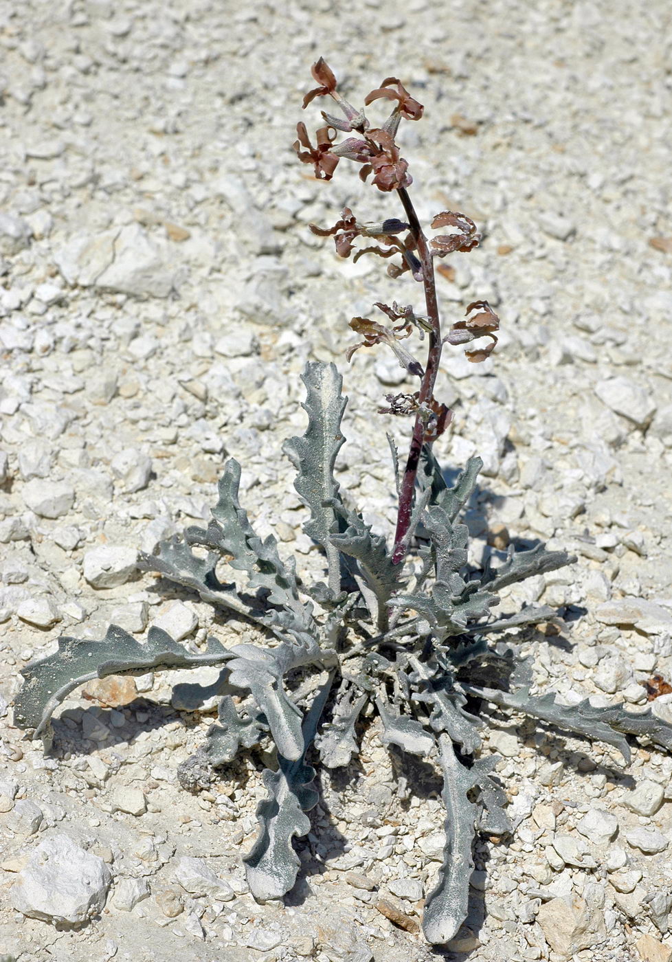 Image of Matthiola tatarica specimen.