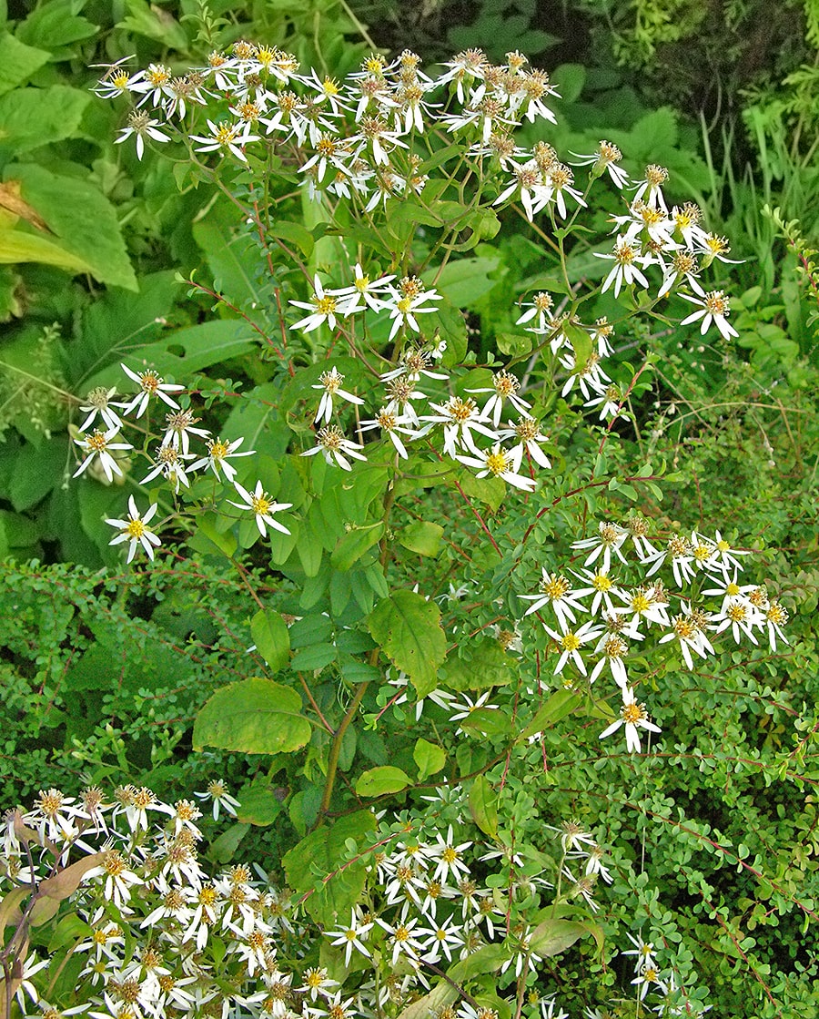 Image of Eurybia divaricata specimen.