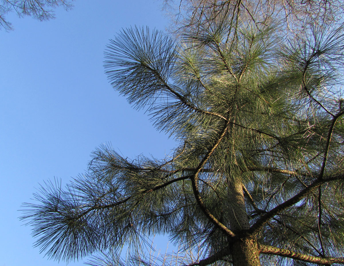 Изображение особи Pinus ponderosa.