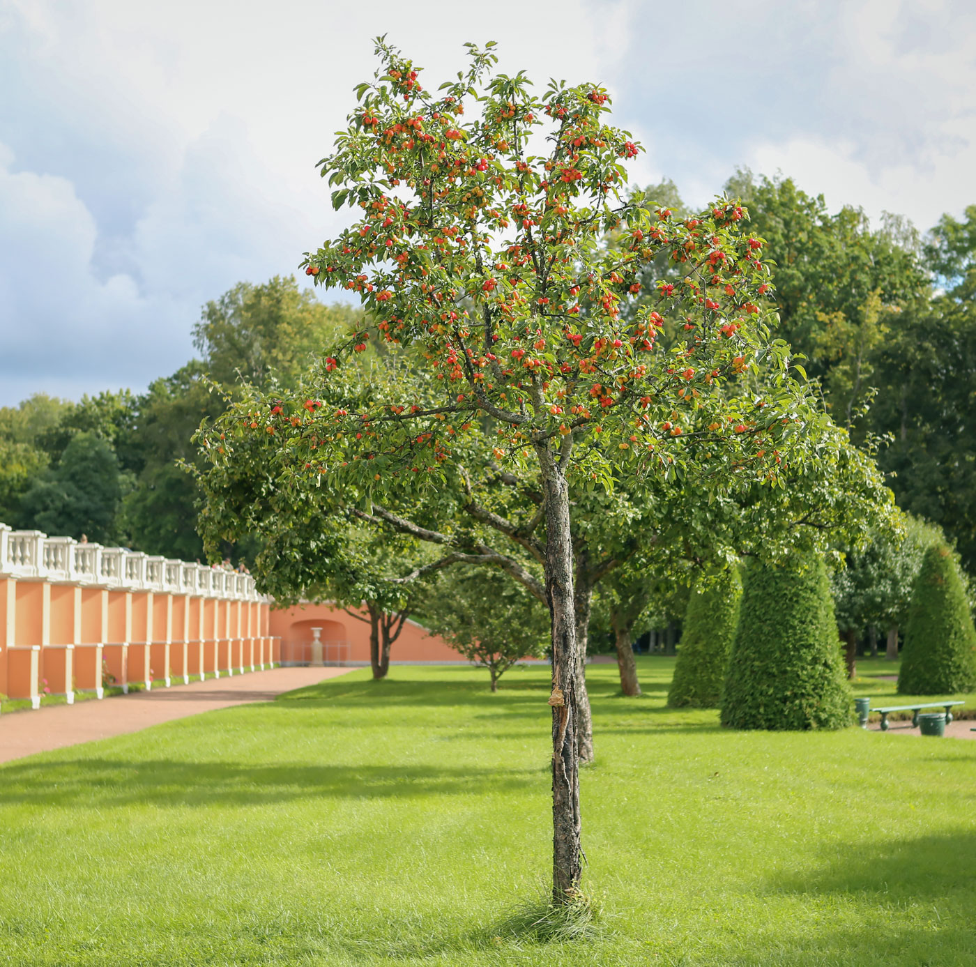 Изображение особи Malus domestica.