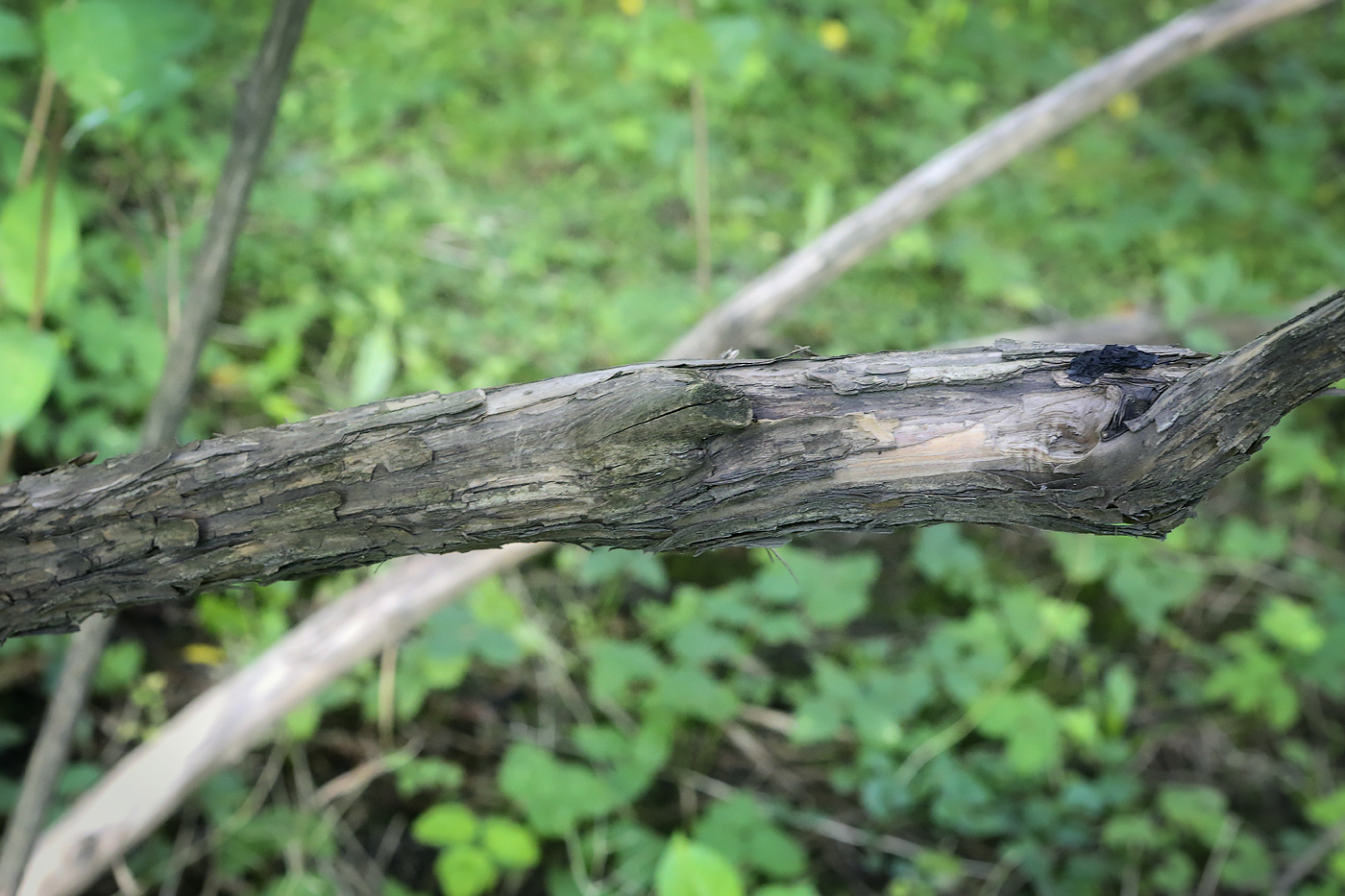 Image of Lonicera nervosa specimen.